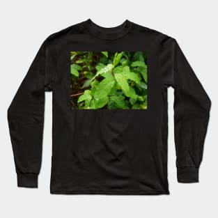 Water Drop or dew on Leaf with green background Long Sleeve T-Shirt